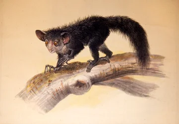 A-A, 1861